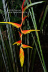 Heliconia platystachys 'Sexy Orange'